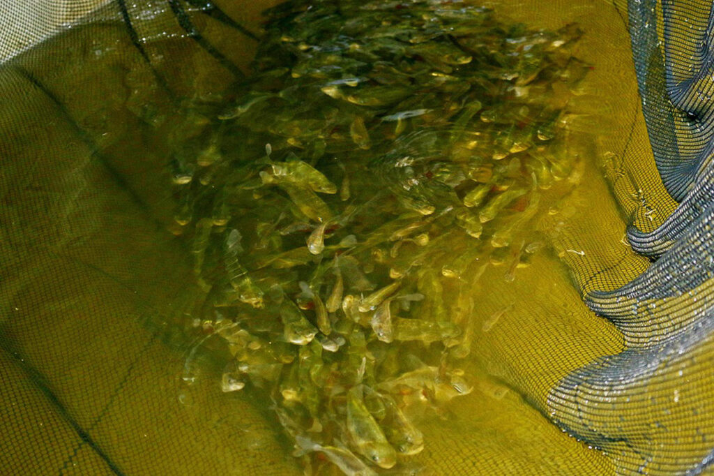 Conheça programa inédito de incentivo a piscicultura