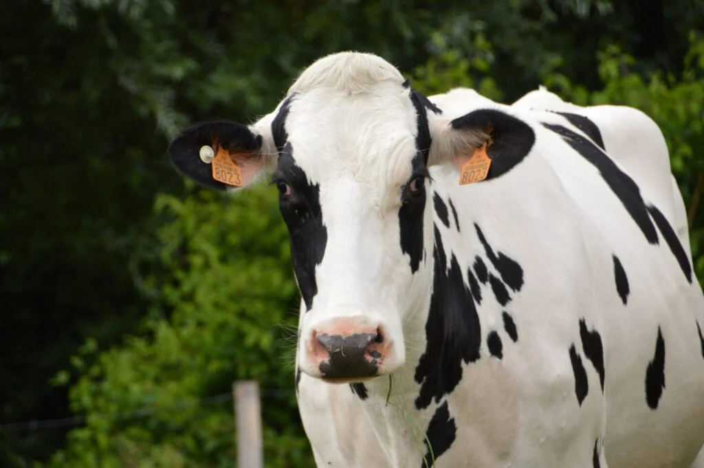 Foto de Redação Destaque Rural