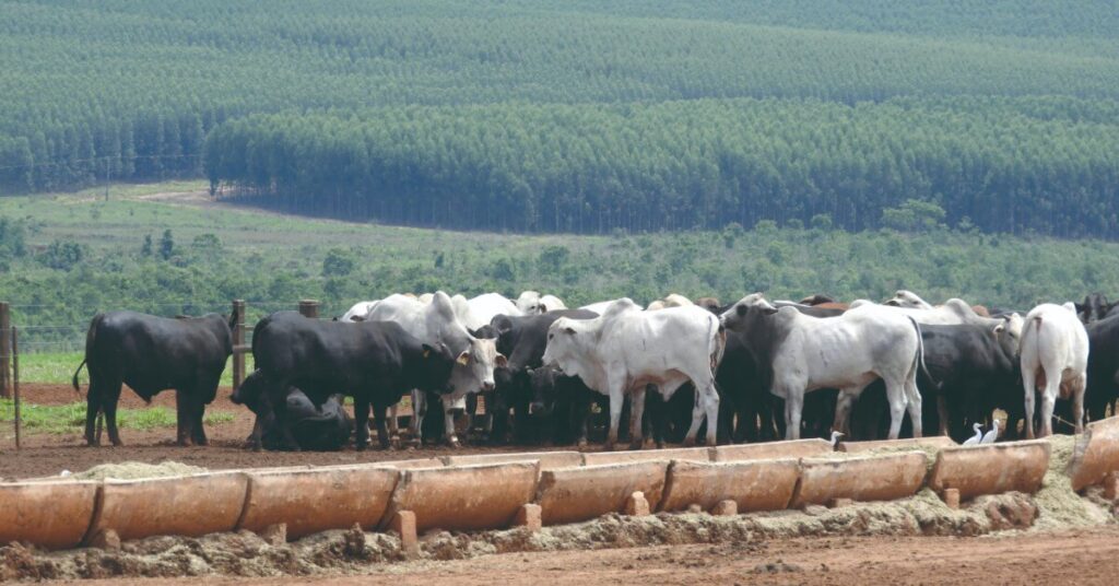 Setembro inicia fraco e lento para o Boi Gordo