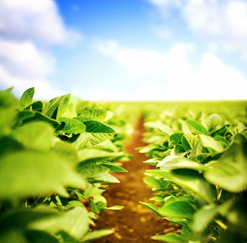 Plantio de soja e milho está terminando no Paraná