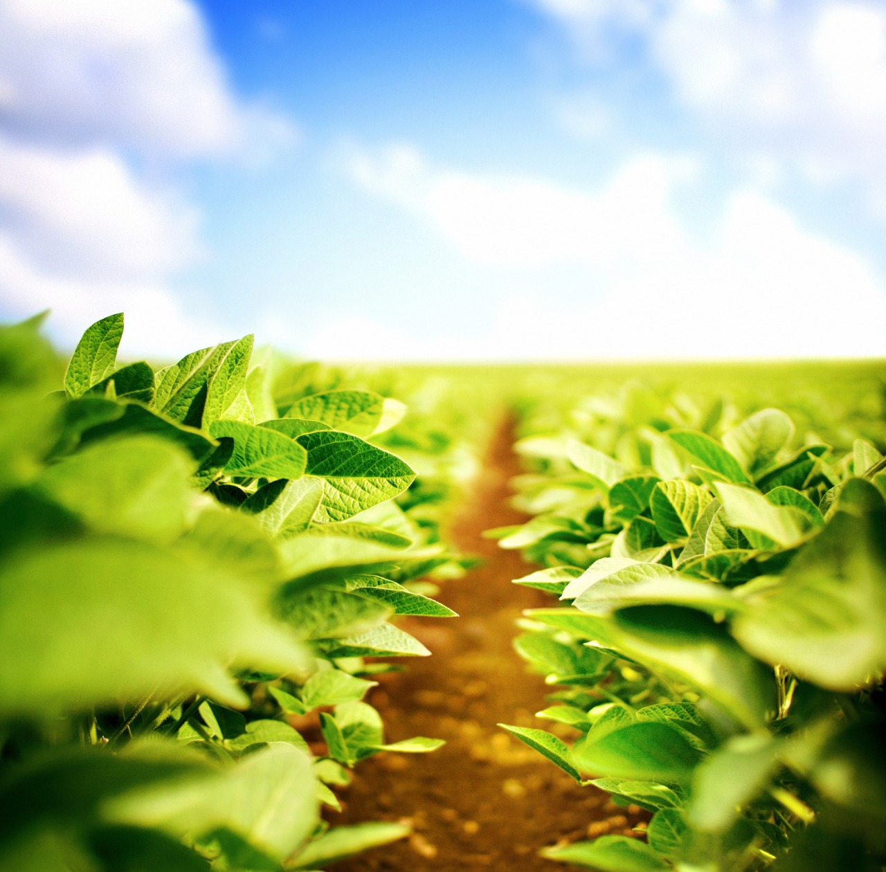 Plantio de soja e milho está terminando no Paraná