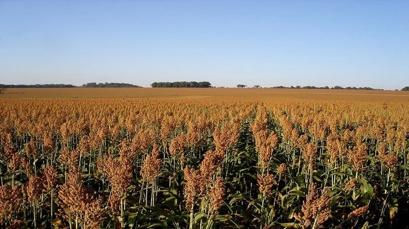 Sorgo surpreende e aumenta 36% em uma safra 3 sorgo surpreende e aumenta 36 em uma safra