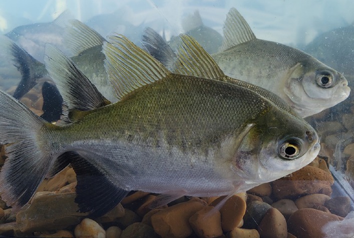 Teste identifica sexo de pirarucu e tambaqui para auxiliar na formação de bandos