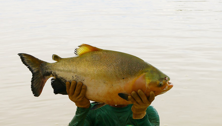 Teste identifica sexo de pirarucu e tambaqui para reprodutores