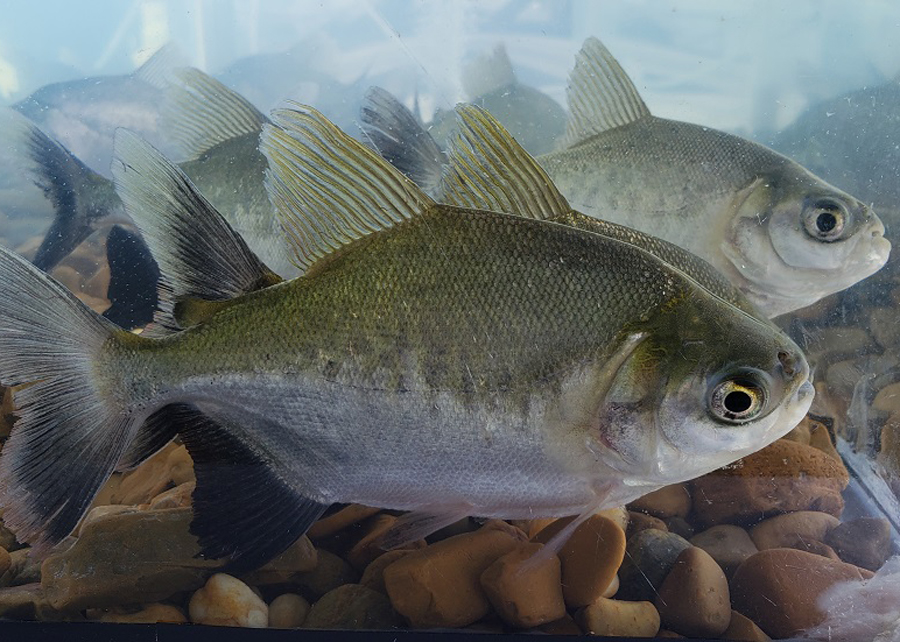 Teste permite identificar o sexo dos peixes