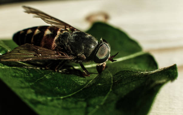 TJMS mantém condenação de usina por danos ambientais decorrentes de…