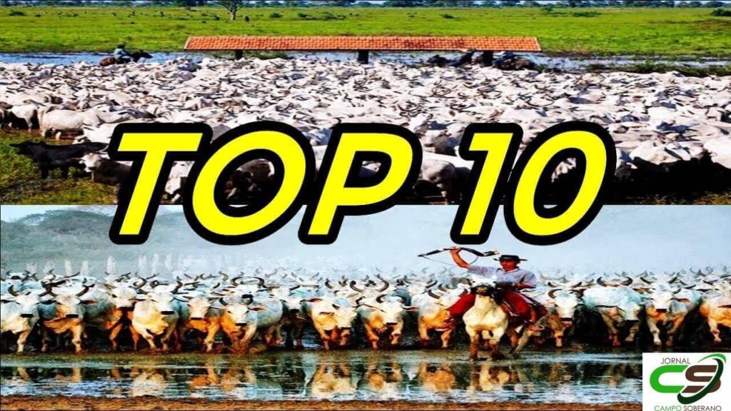 Top 10 Cidades Com os Maiores Rebanho bovino do Brasil