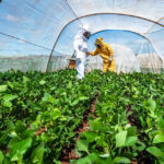 Trabalho vai definir protocolo para favorecer convivência entre abelhas e soja