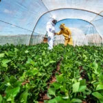 trabalho vai definir protocolo para favorecer convivencia entre abelhas e soja