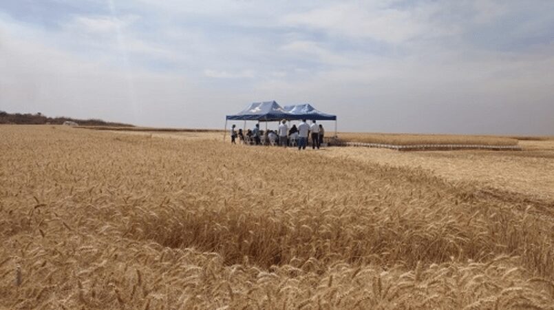 Triticultores do DF e entorno apostam no aumento da produção na região