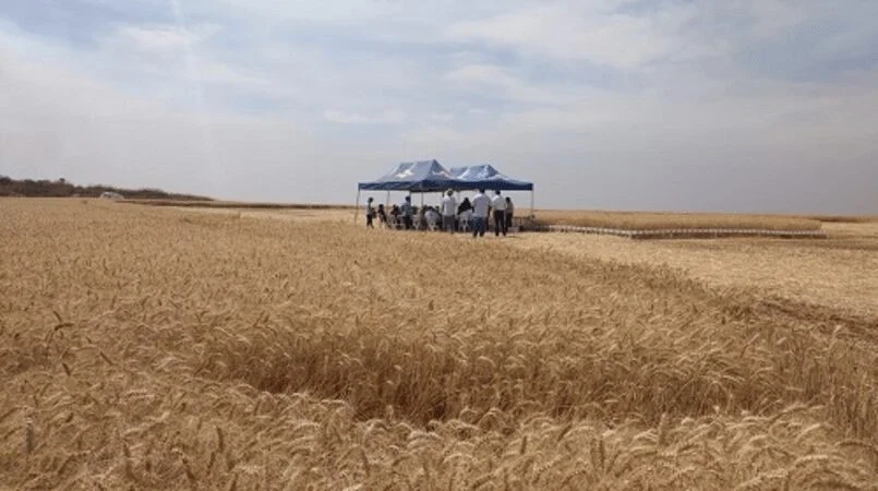 Triticultores do DF e entorno apostam no aumento da produção na região 11 triticultores do df e entorno apostam no aumento da producao na regiao