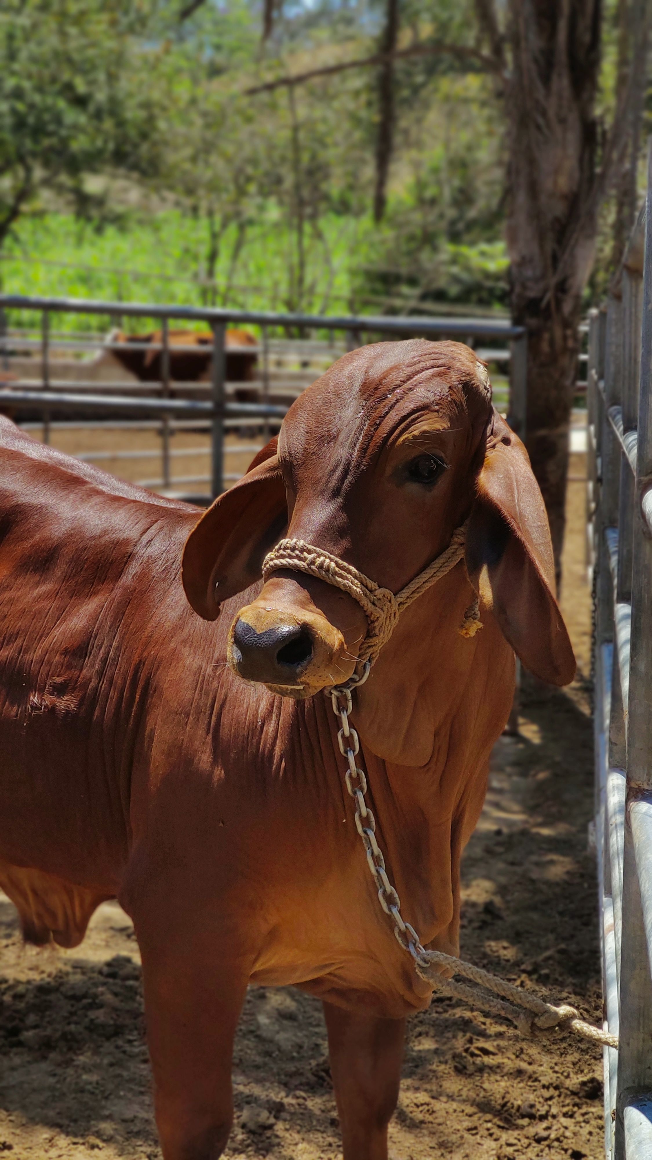 Preço do Boi Decola E sobe Quase R$ 5,00 3 🔴🤠🐮