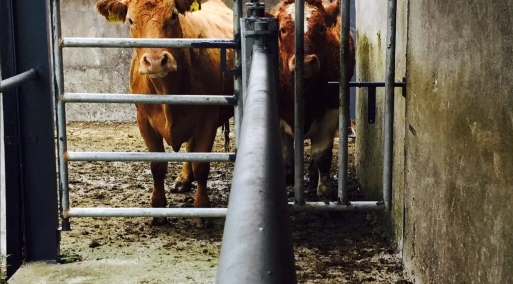 55% das lesões suspeitas de fábrica foram negativas para TB em 2021 1 55 das lesoes suspeitas de fabrica foram negativas para tb em 2021