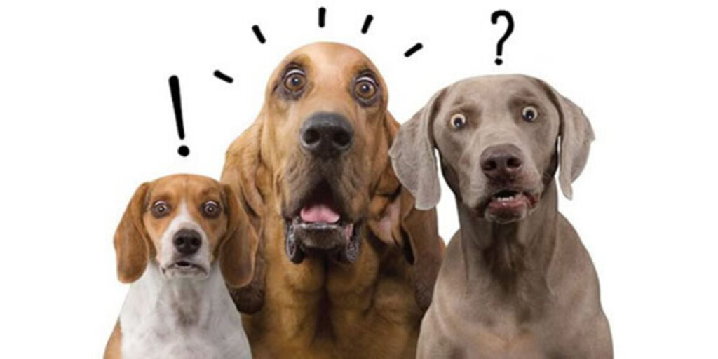 7 fatos sobre o mundo da saúde animal que você nunca imaginou