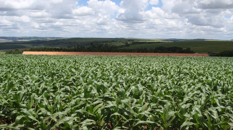 Área com plantio de grãos cresce 20% em Rondônia