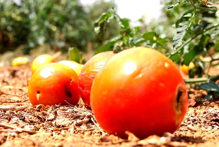 Antigo conhecido dos produtores traca do tomate volta a causar