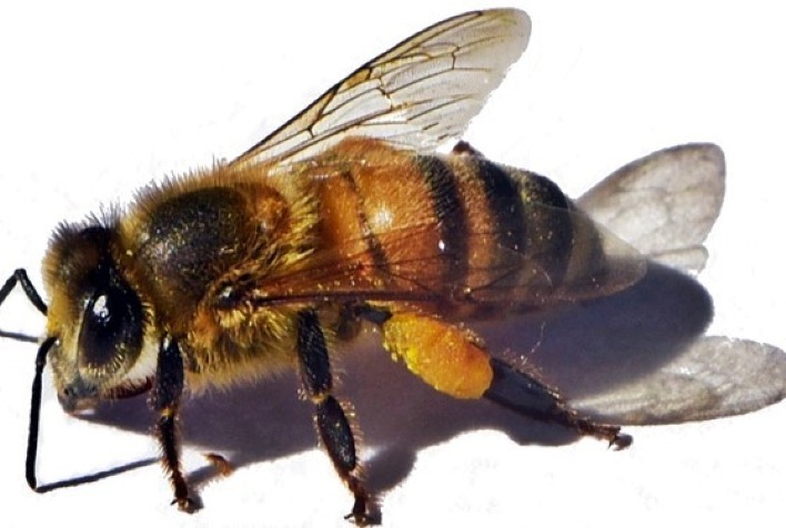 As abelhas africanizadas sao uteis mas se defendem