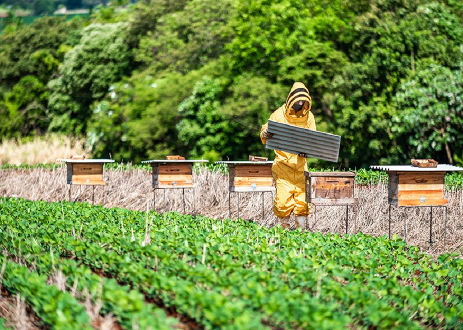 USDA aprova vacinas para abelhas, veja aqui