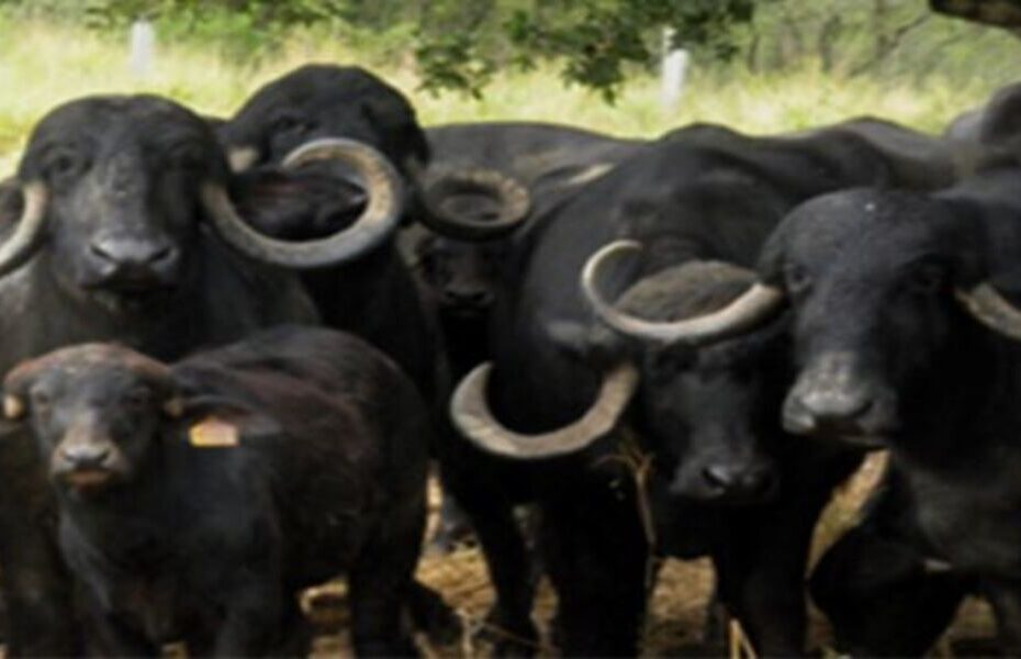 A retomada da produção de búfalos no Paraná