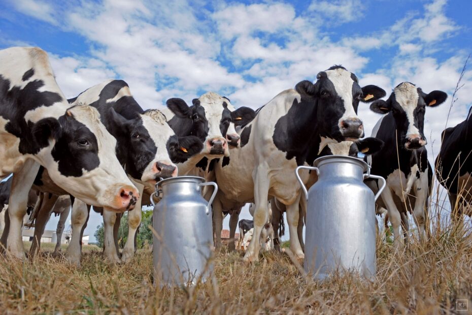 Carta Leite Fatores que influenciam o mercado de leite
