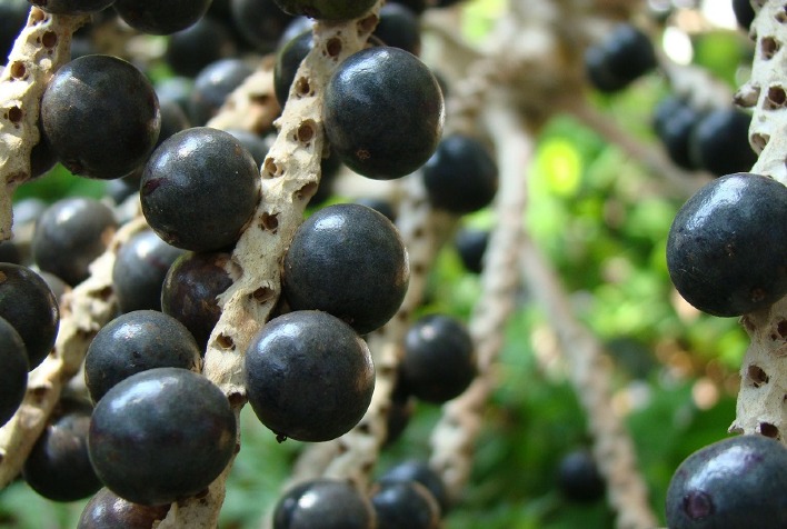 Cerrado deve se tornar o mais novo polo fruticultor do