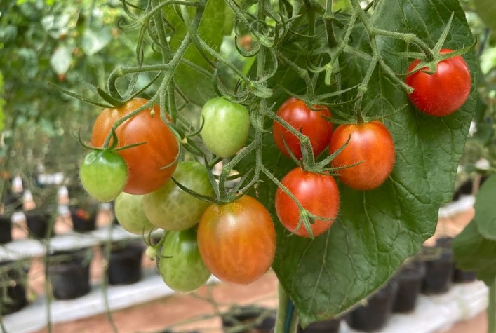 Cultivo protegido de tomate sem solo obtem produtividade superior no