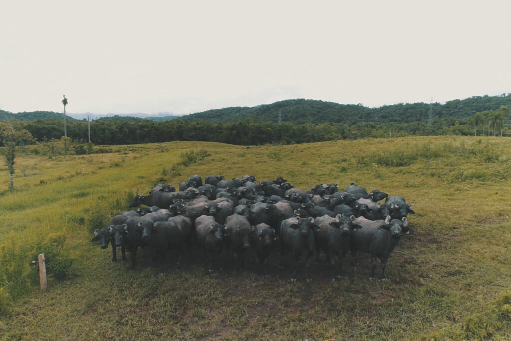 Estado brasileiro tenta retomar produção de búfalos