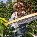 Ferramenta biotecnologica acelera lancamento de novas cultivares de cafe