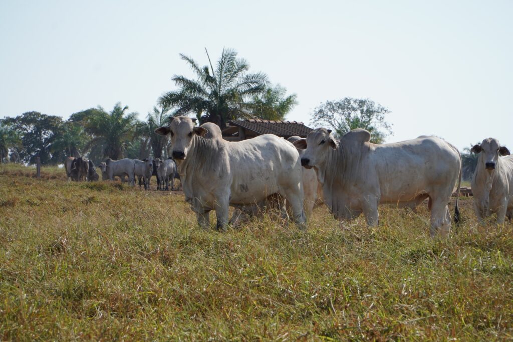 Foto de Redação Destaque Rural