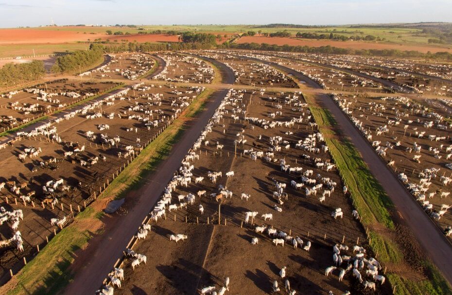 Maior alimentador chega a 1,383 milhão de cabeças de gado