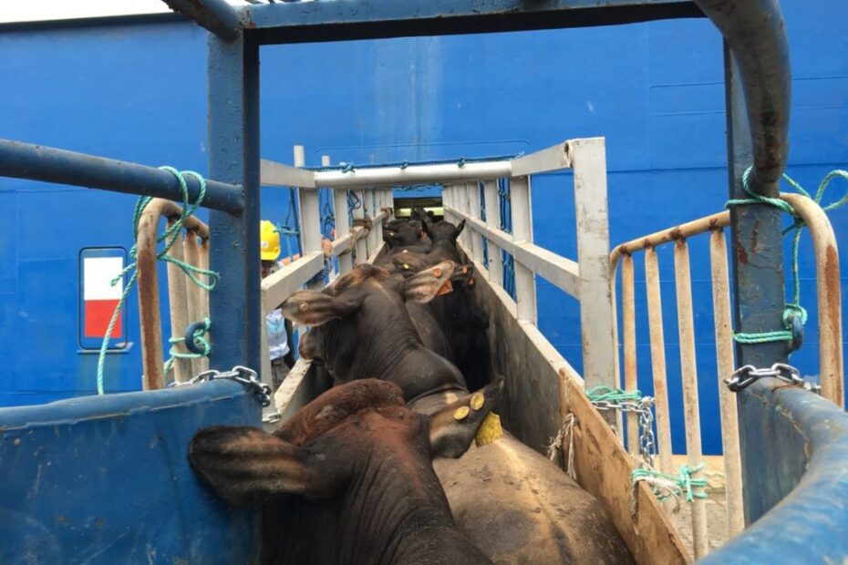 NZ proibe exportacao de gado vivo por meio de navios