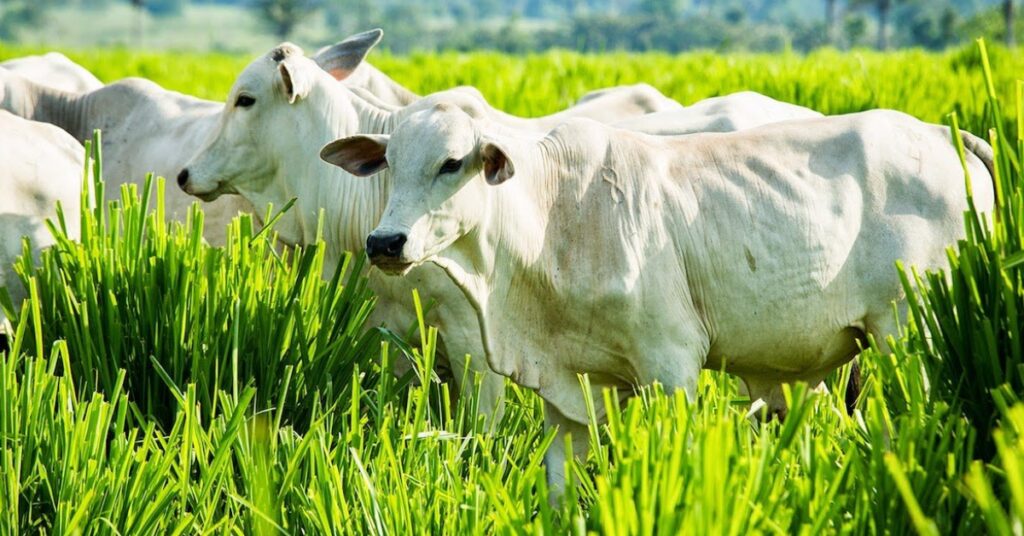 Nas maos do pecuarista o mapa da mina para emissao