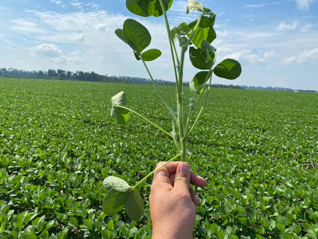 Biofungicida previne a maioria das doenças de fim de vida