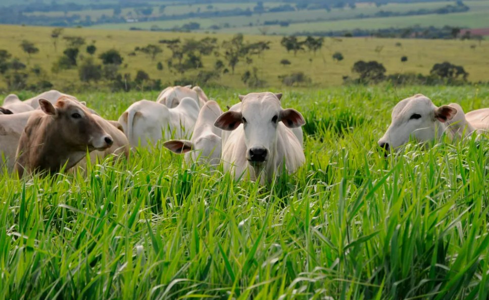 Novo tipo de braquiaria e altamente resistente a seca