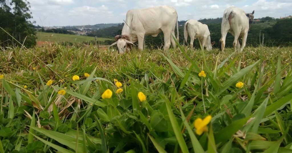 Pastagem consorciada de gramineas com leguminosas reduz impacto ambiental •