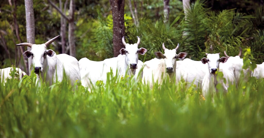 Produtores querem mostrar sustentabilidade agricola na COP27 • Portal DBO