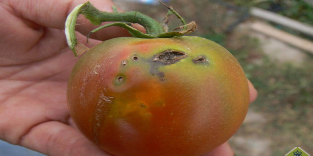 Traça do tomate volta a causar danos na safra 2022
