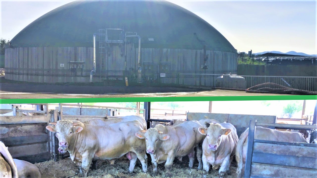 Terminando touros sob paineis solares na fazenda francesa de biogas