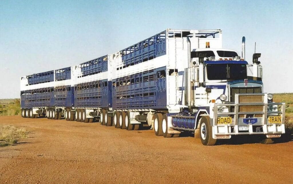 Caminhão de gado transporta 330 cabeças de gado