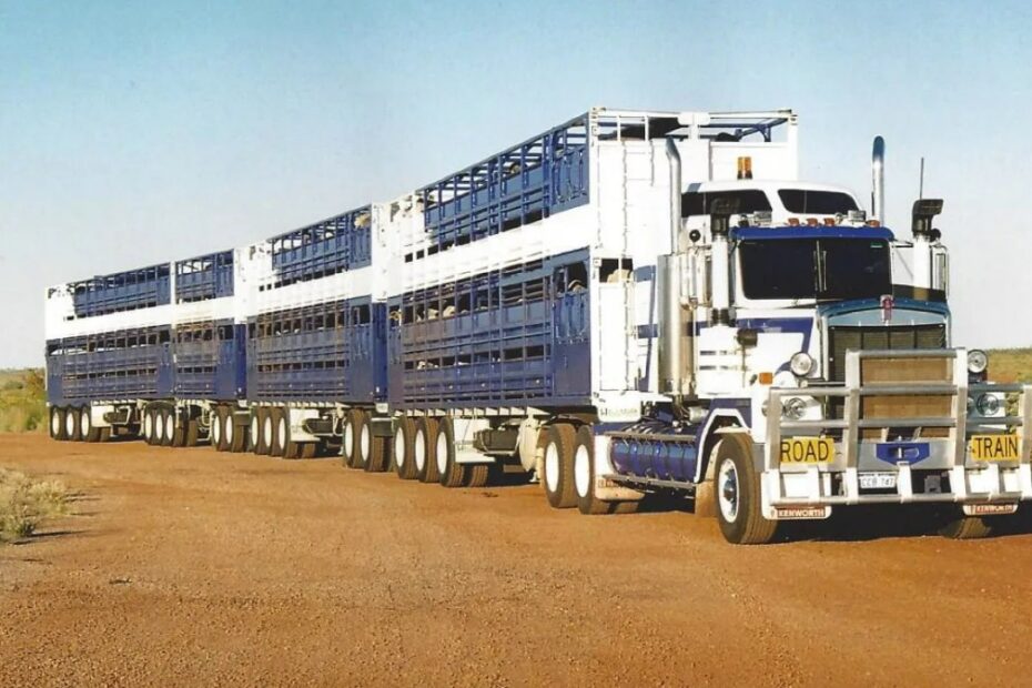 Caminhão de gado transporta 330 cabeças de gado