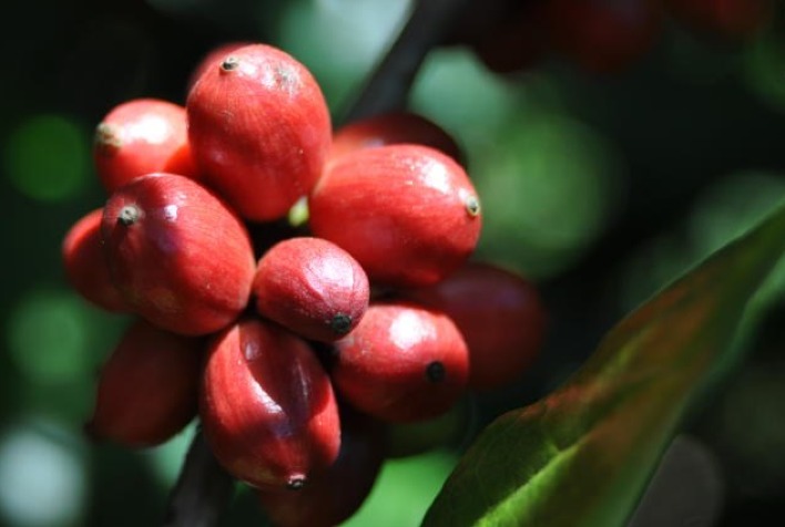 Vietna Indonesia e India maravilhas economicas cafe robusta e o