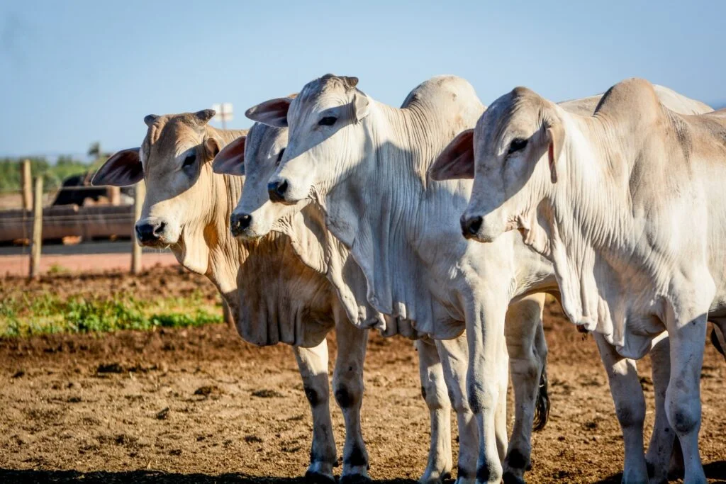 A gestão eficiente de contratos é a chave para o confinamento de gado lucrativo 4 a gestao eficiente de contratos e a chave para o confinamento de gado lucrativo