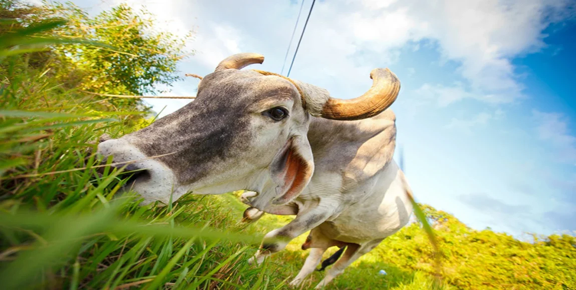 A grama ideal pode aumentar em 1,5@ ganho, confira! 16 A grama ideal pode aumentar em 1,5@ ganho, confira