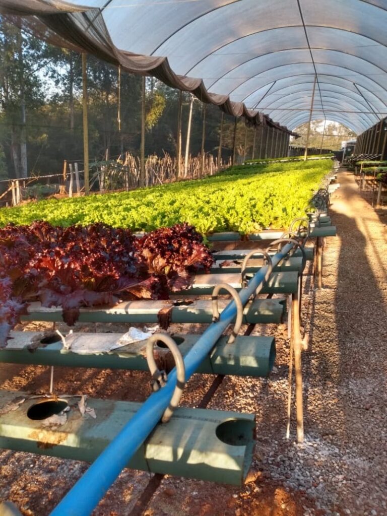 A hidroponia é uma técnica de sucesso para um membro da COPLACANA 1 a hidroponia e uma tecnica de sucesso para um membro da coplacana