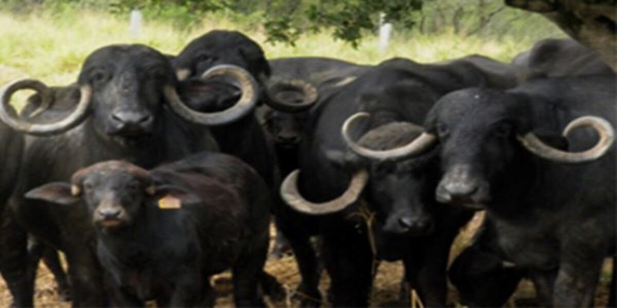 A retomada da produção de búfalos no Paraná