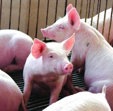 ABCS: Último trimestre do ano mostra sinais de aquecimento na demanda 17 abcs ultimo trimestre do ano mostra sinais de aquecimento na demanda