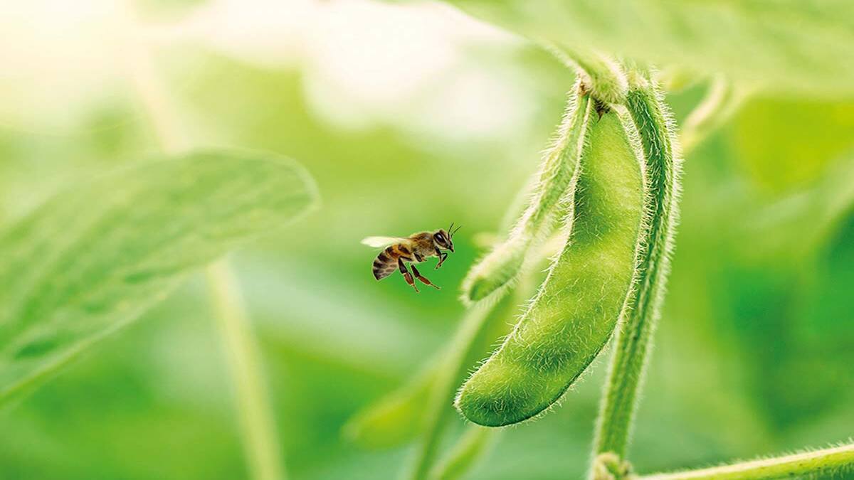 USDA aprova vacinas para abelhas, veja aqui