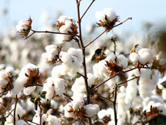 Abrapa celebra o Dia Mundial do Algodão