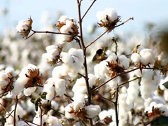 Abrapa celebra o Dia Mundial do Algodão 23 abrapa celebra o dia mundial do algodao 1