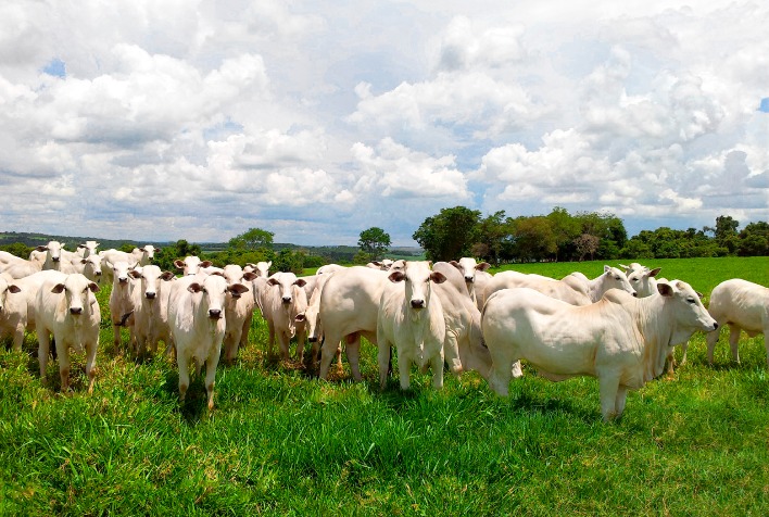 Acabamento intensivo de pastagens: arroba mais barata e economicamente sustentável